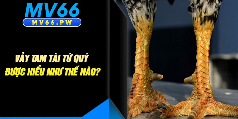 Vảy Tam Tài Tứ Quý Được Hiểu Như Thế Nào?